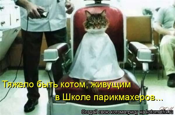 Тяжело быть котом, живущим в Школе парикмахеров...... Котоматрица: Тяжело быть котом, живущим в Школе парикмахеров...