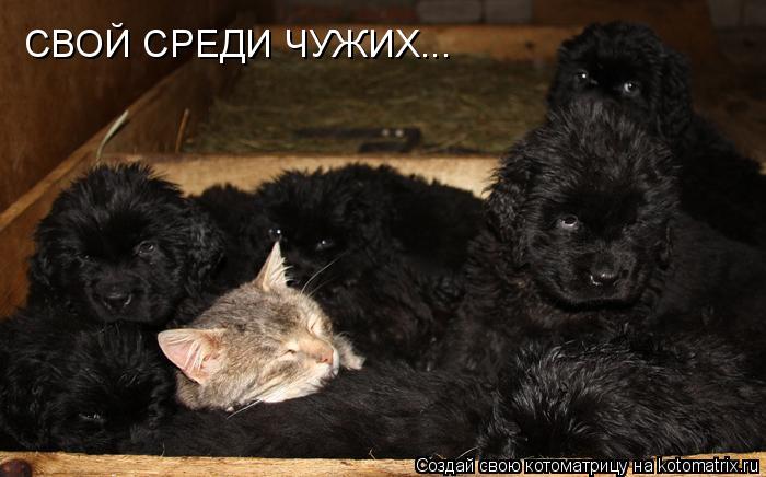 СВОЙ СРЕДИ ЧУЖИХ...... Котоматрица: СВОЙ СРЕДИ ЧУЖИХ...