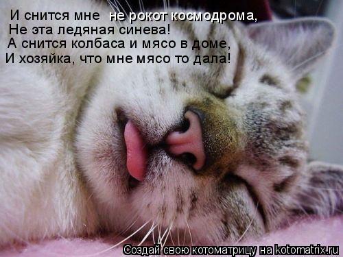 И снится мне не рокот космодрома, Не эта ледяная синева! А снится колбаса и мясо в доме, И хозяйка,... Котоматрица: И снится мне не рокот космодрома, Не эта ледяная синева! А снится колбаса и мясо в доме, И хозяйка, что мне мясо то дала!
