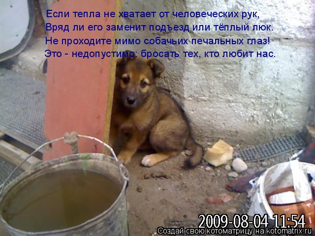 Если тепла не хватает от человеческих рук, Вряд ли его заменит подъезд или тёплый люк. Не проходите м... Котоматрица: Если тепла не хватает от человеческих рук, Вряд ли его заменит подъезд или тёплый люк. Не проходите мимо собачьих печальных глаз! Это - недоп
