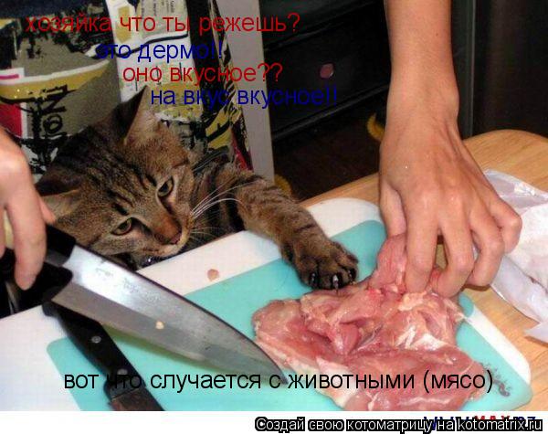 хозяйка что ты режешь? это дермо!! оно вкусное?? на вкус вкусное!! вот что случается с животными (мяс... Котоматрица: хозяйка что ты режешь? это дермо!! оно вкусное?? на вкус вкусное!! вот что случается с животными (мясо)