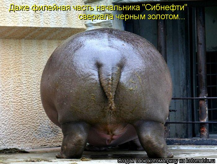 Даже филейная часть начальника "Сибнефти" сверкала черным золотом...... Котоматрица: Даже филейная часть начальника "Сибнефти" сверкала черным золотом...