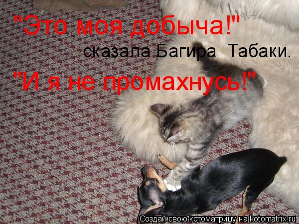 "Это моя добыча!" сказала Багира Табаки. "И я не промахнусь!"... Котоматрица: "Это моя добыча!" сказала Багира Табаки. "И я не промахнусь!"