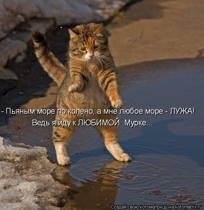 - Пьяным море по колено, а мне любое море - ЛУЖА! Ведь я иду к ЛЮБИМОЙ Мурке...... Котоматрица: - Пьяным море по колено, а мне любое море - ЛУЖА! Ведь я иду к ЛЮБИМОЙ Мурке...