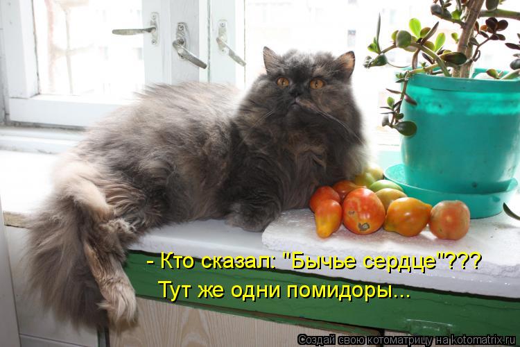 Котоматрица: - Кто сказал: "Бычье сердце"??? Тут же одни помидоры...