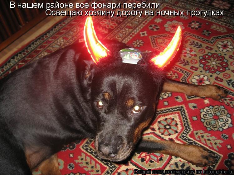 В нашем районе все фонари перебили Освещаю хозяину дорогу на ночных прогулках... Котоматрица: В нашем районе все фонари перебили Освещаю хозяину дорогу на ночных прогулках