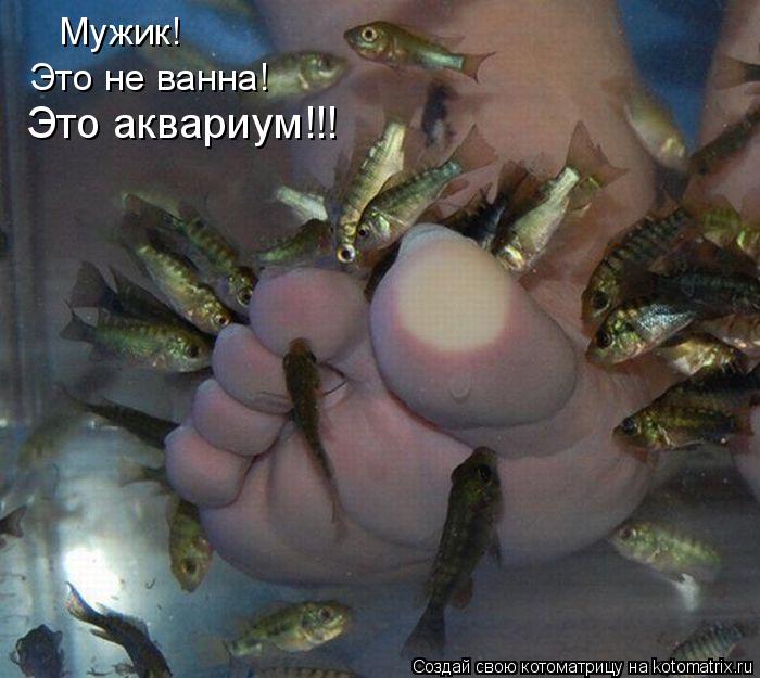 Котоматрица: Мужик! Это не ванна! Это аквариум!!!