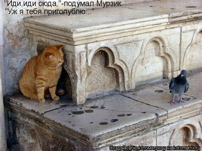 "Иди,иди сюда,"-подумал Мурзик. "Уж я тебя приголублю..."... Котоматрица: "Иди,иди сюда,"-подумал Мурзик. "Уж я тебя приголублю..."
