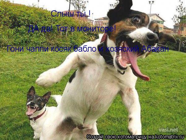 Котоматрица: Слыш ты ! ДА да! Тот в мониторе! Гони чаппи косяк бабло и хозяский Абакан