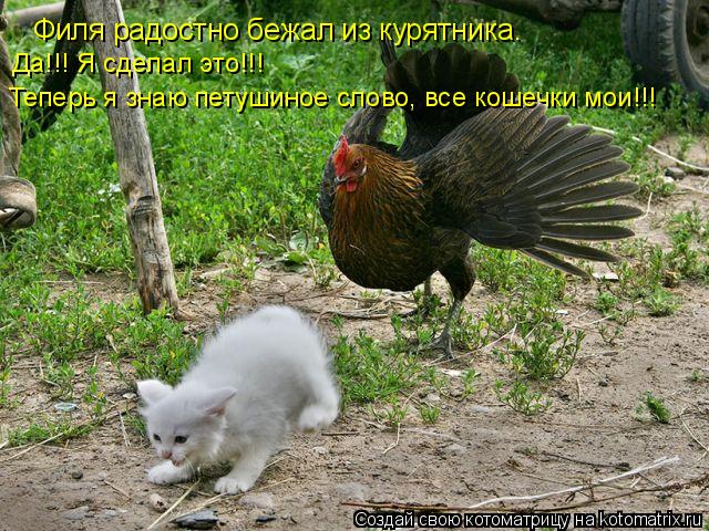 Котоматрица: Филя радостно бежал из курятника. Теперь я знаю петушиное слово, все кошечки мои!!! Да!!! Я сделал это!!!