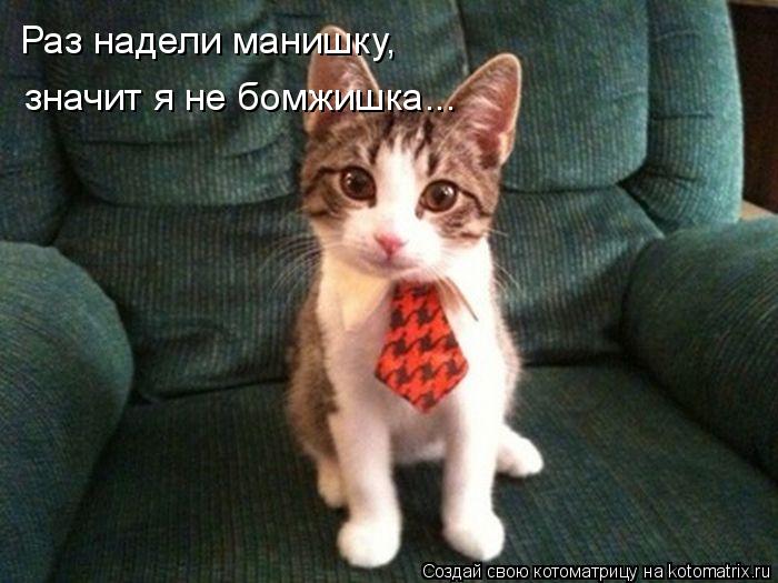 Котоматрица: Раз надели манишку, значит я не бомжишка...