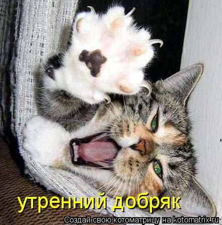 Котоматрица: утренний добряк