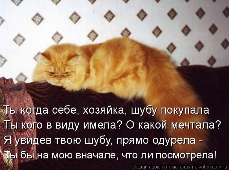 Котоматрица: Ты когда себе, хозяйка, шубу покупала Ты кого в виду имела? О какой мечтала? Я увидев твою шубу, прямо одурела - Ты бы на мою вначале, что ли пос
