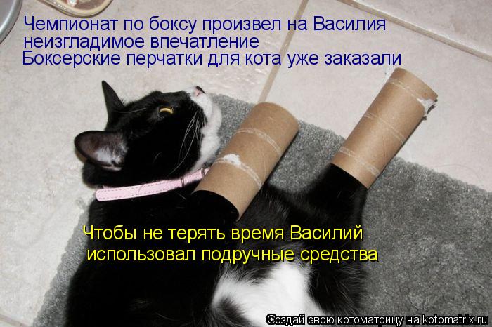 Котоматрица: Чемпионат по боксу произвел на Василия  неизгладимое впечатление Боксерские перчатки для кота уже заказали использовал подручные средств