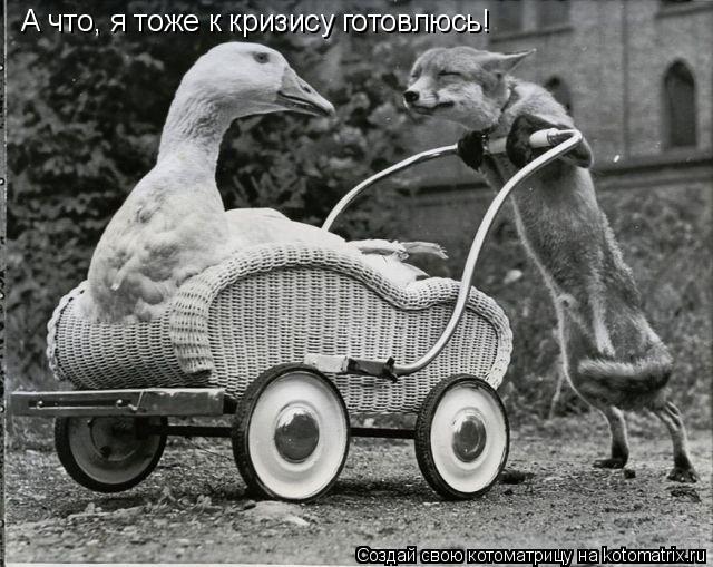 А что, я тоже к кризису готовлюсь!... Котоматрица: А что, я тоже к кризису готовлюсь!