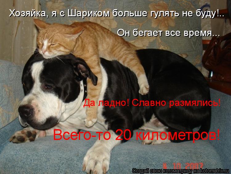 Хозяйка, я с Шариком больше гулять не буду!.. Он бегает все время... Да ладно! Славно размялись! Всег... Котоматрица: Хозяйка, я с Шариком больше гулять не буду!.. Он бегает все время... Да ладно! Славно размялись! Всего-то 20 километров!