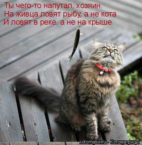 Ты чего-то напутал, хозяин. На живца ловят рыбу, а не кота И ловят в реке, а не на крыше... Котоматрица: Ты чего-то напутал, хозяин. На живца ловят рыбу, а не кота И ловят в реке, а не на крыше