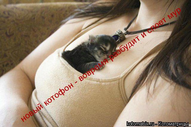 новый котофон - вовремя разбудит и споет мур... Котоматрица: новый котофон - вовремя разбудит и споет мур