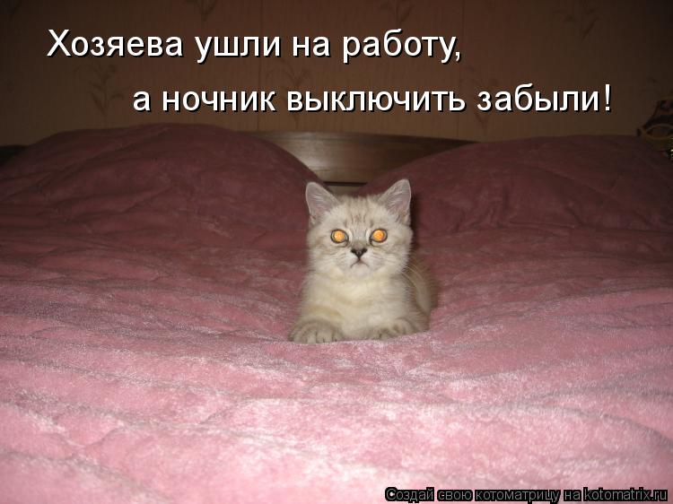 Хозяева ушли на работу, а ночник выключить забыли!... Котоматрица: Хозяева ушли на работу, а ночник выключить забыли!