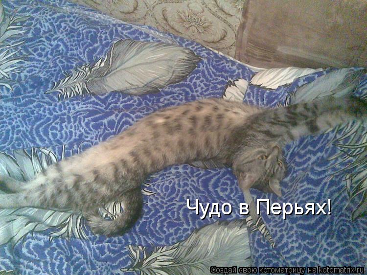 Чудо в Перьях!... Котоматрица: Чудо в Перьях!