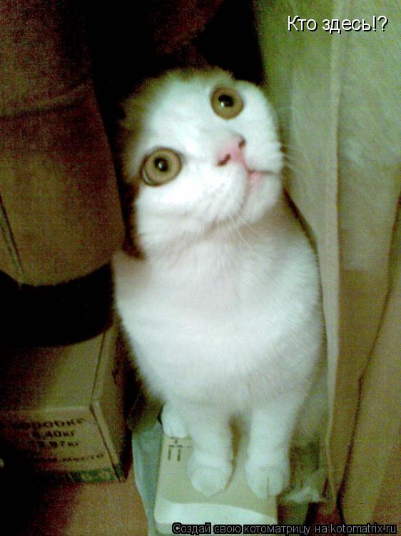 Кто здесь!?... Котоматрица: Кто здесь!?