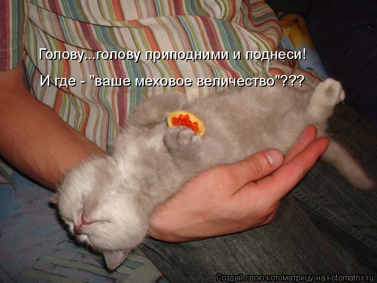Голову...голову приподними и поднеси! И где - "ваше меховое величество"???... Котоматрица: Голову...голову приподними и поднеси! И где - "ваше меховое величество"???