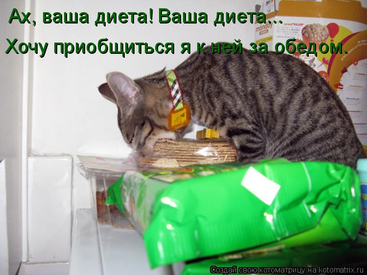Ах, ваша диета! Ваша диета... Хочу приобщиться я к ней за обедом.... Котоматрица: Ах, ваша диета! Ваша диета... Хочу приобщиться я к ней за обедом.