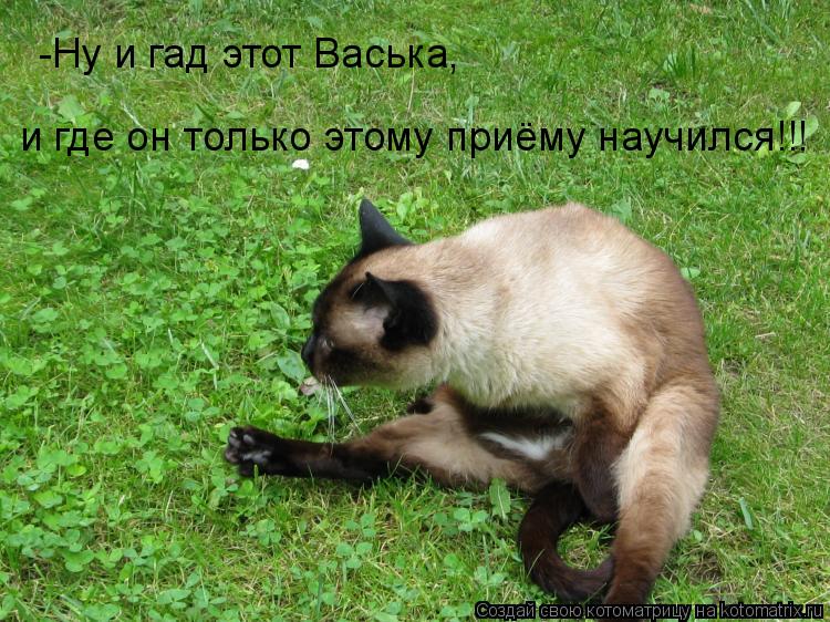 -Ну и гад этот Васька, и где он только этому приёму научился!!!... Котоматрица: -Ну и гад этот Васька, и где он только этому приёму научился!!!