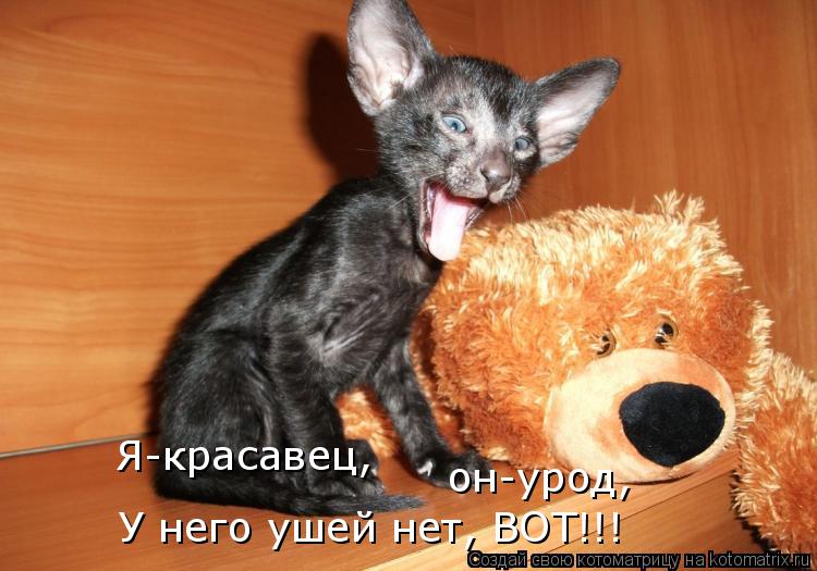 Я-красавец, У него ушей нет, ВОТ!!! он-урод,... Котоматрица: Я-красавец, У него ушей нет, ВОТ!!! он-урод,