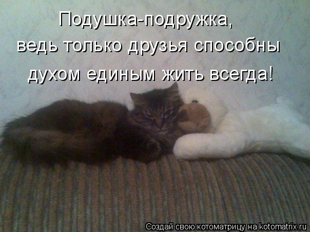 Подушка-подружка, ведь только друзья способны духом единым жить всегда!... Котоматрица: Подушка-подружка, ведь только друзья способны духом единым жить всегда!