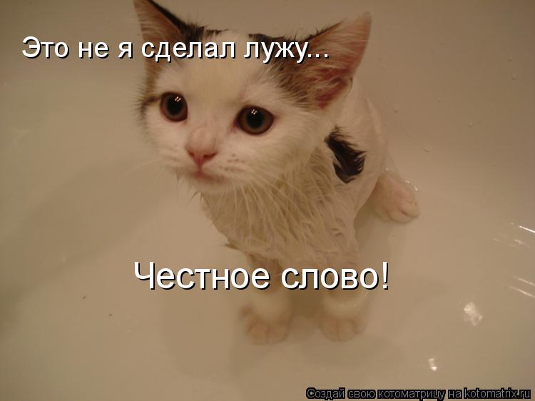Это не я сделал лужу... Честное слово! Честное слово!... Котоматрица: Это не я сделал лужу... Честное слово! Честное слово!