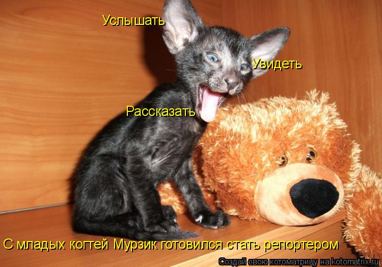 Увидеть Рассказать С младых когтей Мурзик готовился стать репортером Услышать... Котоматрица: Увидеть Рассказать С младых когтей Мурзик готовился стать репортером Услышать