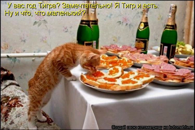 У вас год Тигра? Замечтательно! Я Тигр и есть. Ну и что, что маленький?... Котоматрица: У вас год Тигра? Замечтательно! Я Тигр и есть. Ну и что, что маленький?