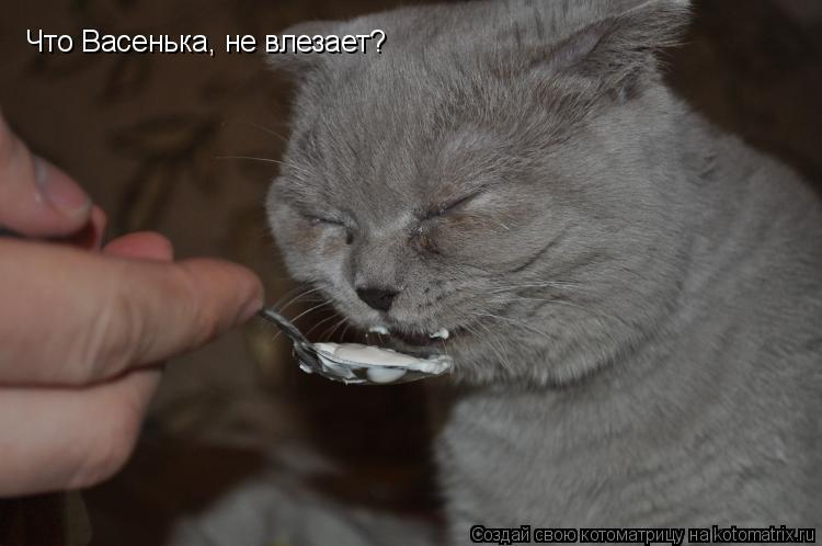 Что Васенька, не влезает?... Котоматрица: Что Васенька, не влезает?