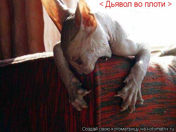 < Дьявол во плоти >... Котоматрица: < Дьявол во плоти >