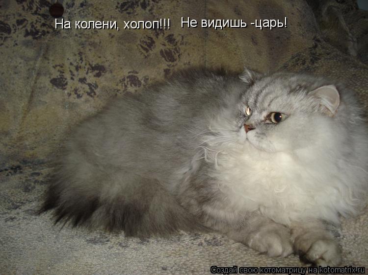На колени, холоп!!! Не видишь -царь!... Котоматрица: На колени, холоп!!! Не видишь -царь!