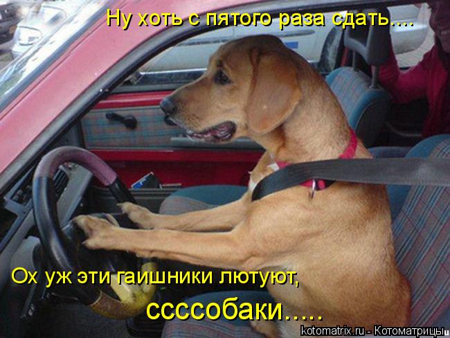 Ну хоть с пятого раза сдать.... Ох уж эти гаишники лютуют, ссссобаки........ Котоматрица: Ну хоть с пятого раза сдать.... Ох уж эти гаишники лютуют, ссссобаки.....