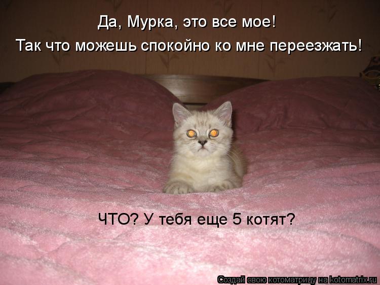 Да, Мурка, это все мое! Так что можешь спокойно ко мне переезжать! ЧТО? У тебя еще 5 котят?... Котоматрица: Да, Мурка, это все мое! Так что можешь спокойно ко мне переезжать! ЧТО? У тебя еще 5 котят?