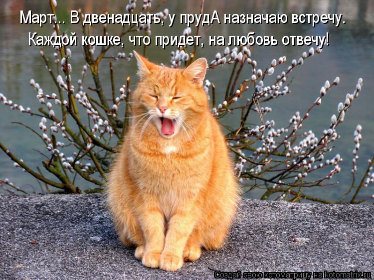 Каждой кошке, что придет, на любовь отвечу! Март... В двенадцать, у прудА назначаю встречу.... Котоматрица: Каждой кошке, что придет, на любовь отвечу! Март... В двенадцать, у прудА назначаю встречу.