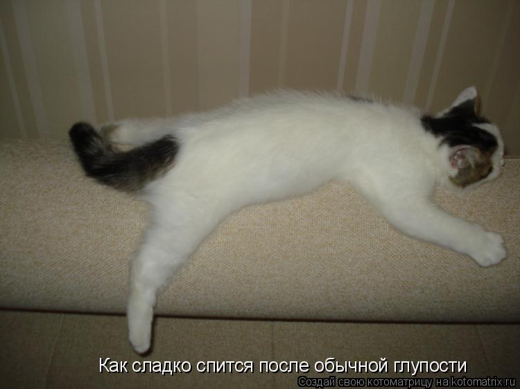 Как сладко спится после обычной глупости... Котоматрица: Как сладко спится после обычной глупости