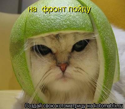 на фронт пойду на фронт пойду на фронт пойду на фронт пойду... Котоматрица: на фронт пойду на фронт пойду на фронт пойду на фронт пойду