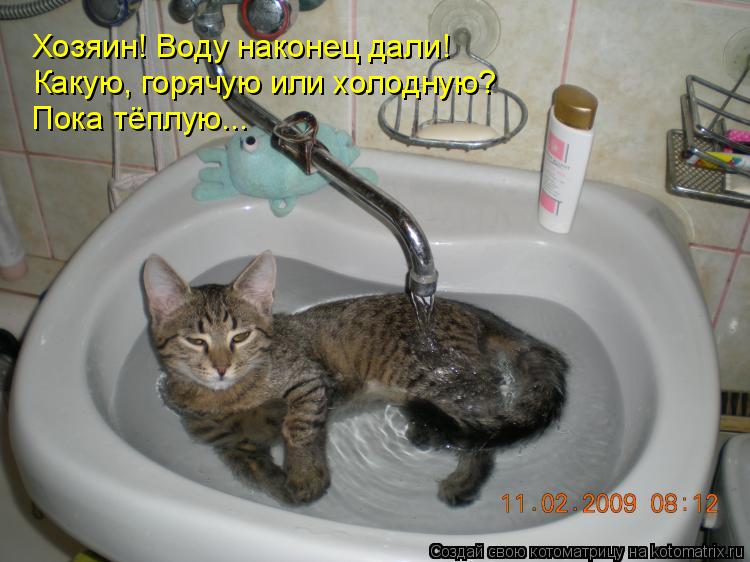 Какую, горячую или холодную? Пока тёплую... Хозяин! Воду наконец дали!... Котоматрица: Какую, горячую или холодную? Пока тёплую... Хозяин! Воду наконец дали!