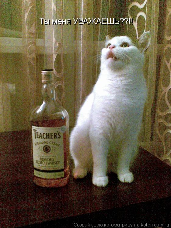 Ты меня УВАЖАЕШЬ??!!... Котоматрица: Ты меня УВАЖАЕШЬ??!!