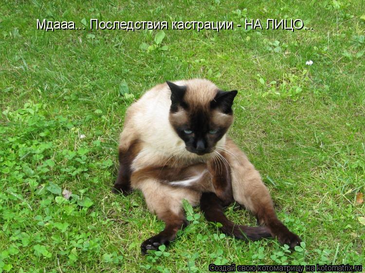 Мдааа... Последствия кастрации - НА ЛИЦО...... Котоматрица: Мдааа... Последствия кастрации - НА ЛИЦО...