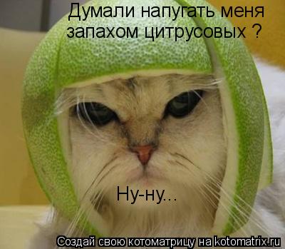 Думали напугать меня запахом цитрусовых ? Ну-ну...... Котоматрица: Думали напугать меня запахом цитрусовых ? Ну-ну...