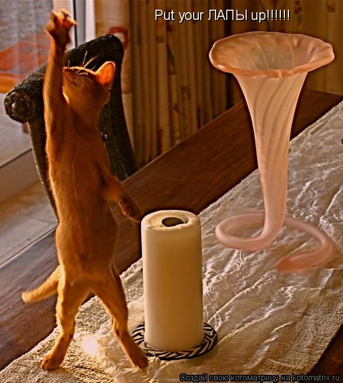 Put your ЛАПЫ up!!!!!!... Котоматрица: Put your ЛАПЫ up!!!!!!