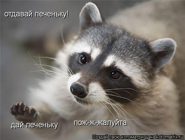 отдавай печеньку! дай печеньку пож-ж-жалуйта... Котоматрица: отдавай печеньку! дай печеньку пож-ж-жалуйта