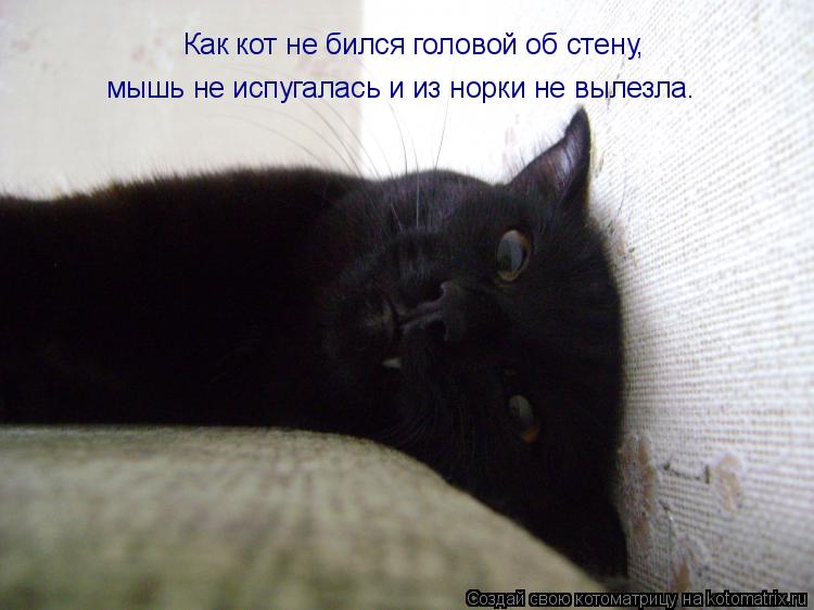Как кот не бился головой об стену, мышь не испугалась и из норки не вылезла.... Котоматрица: Как кот не бился головой об стену, мышь не испугалась и из норки не вылезла.