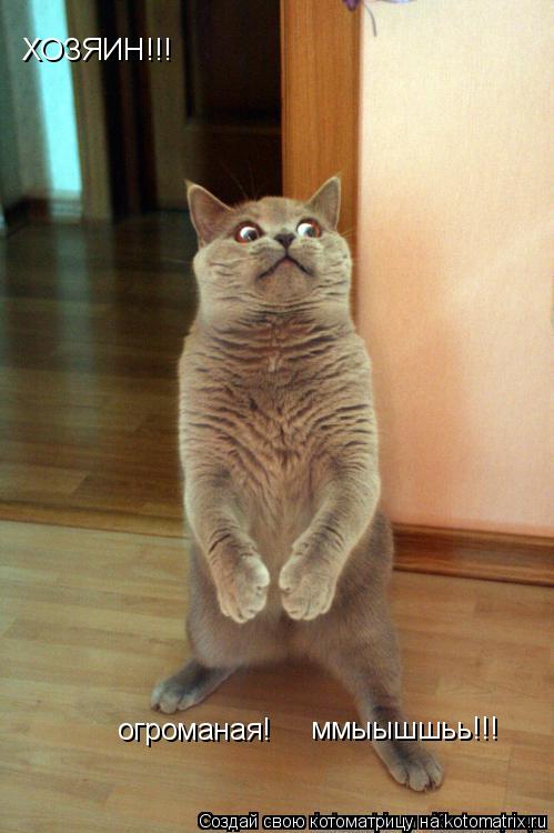 ХОЗЯИН!!! ммыышшьь!!! огроманая!... Котоматрица: ХОЗЯИН!!! ммыышшьь!!! огроманая!