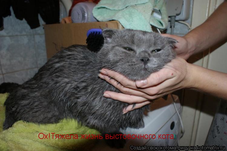 Ох!Тяжела жизнь выстовочного кота.... Котоматрица: Ох!Тяжела жизнь выстовочного кота.